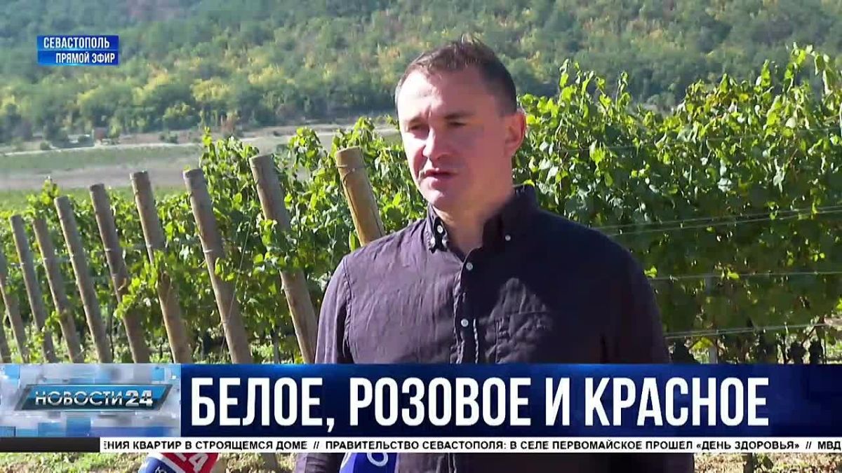 Сезон в самом разгаре. Больше 18 тысяч тонн винограда собрали аграрии Севастополя