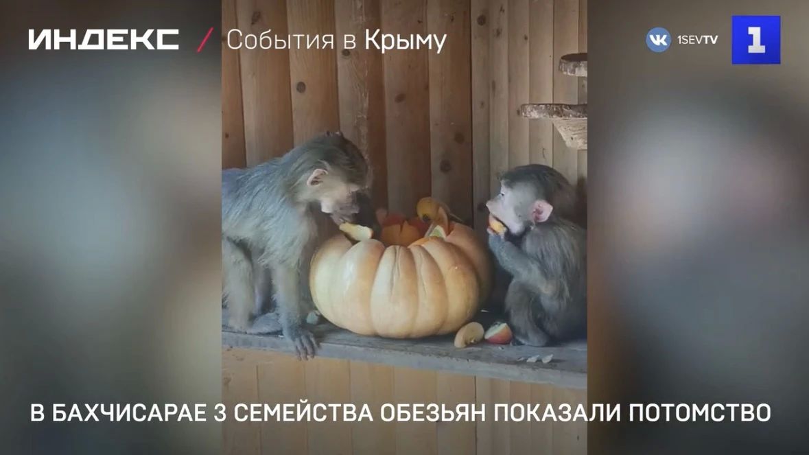Сразу три семейства обезьян показали потомство в Бахчисарайском парке миниатюр