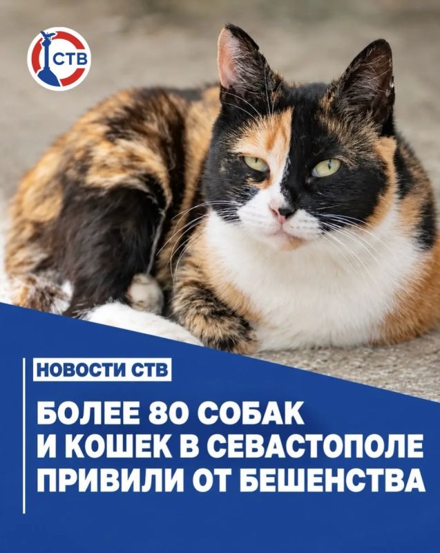 Более 80 питомцев привили от бешенства