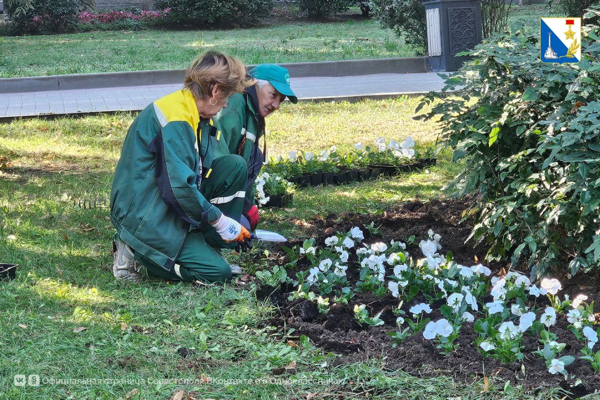 Около 15 тысяч виол украсят городские клумбы Севастополя Около 15 тысяч виол украсят городские клумбы Севастополя