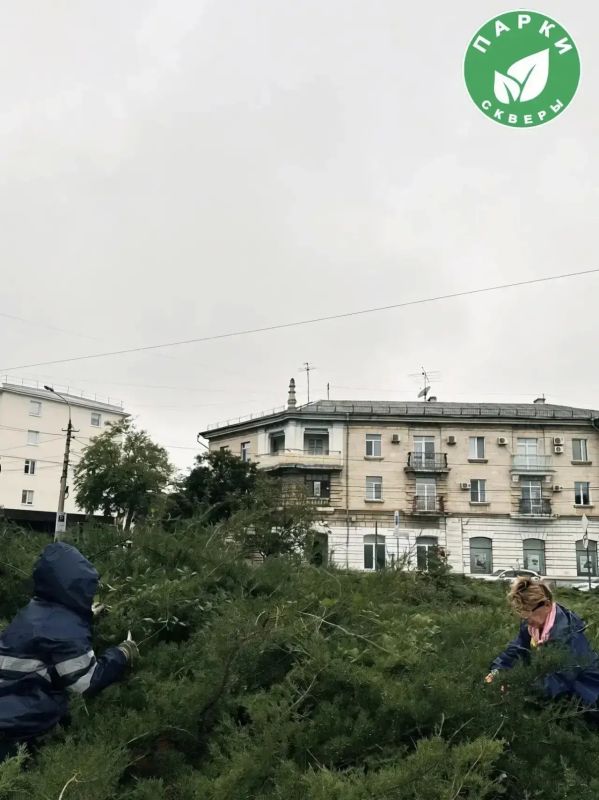 В скверах Севастополя высадили юкку и привели в порядок можжевельник В скверах Севастополя высадили юкку и привели в порядок можжевельник