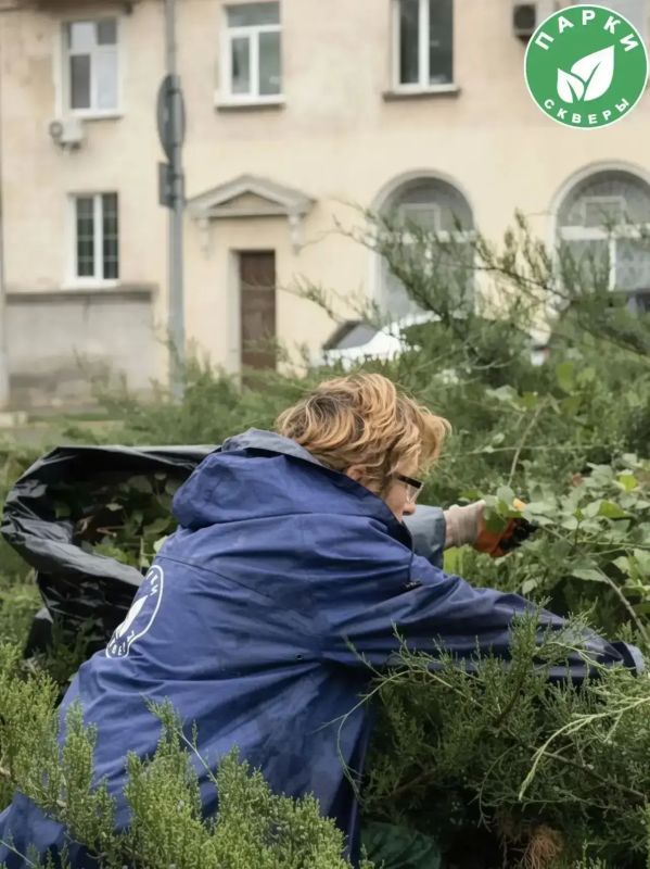 В скверах Севастополя высадили юкку и привели в порядок можжевельник В скверах Севастополя высадили юкку и привели в порядок можжевельник