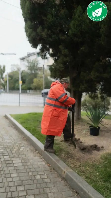 В скверах Севастополя высадили юкку и привели в порядок можжевельник В скверах Севастополя высадили юкку и привели в порядок можжевельник