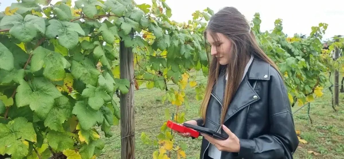 Ученики агроклассов смогут пройти практику на крупных сельхозпредприятиях и освоить профессию виноградаря Ученики агроклассов смогут пройти практику на крупных сельхозпредприятиях и освоить профессию виноградаря