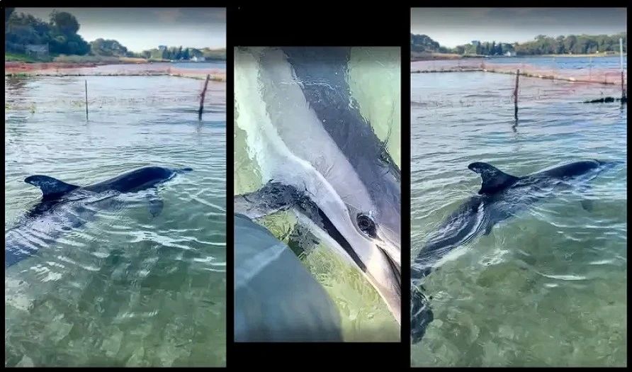 Умер еще один дельфин под опекой «Безмятежного моря» — белобочка Персей