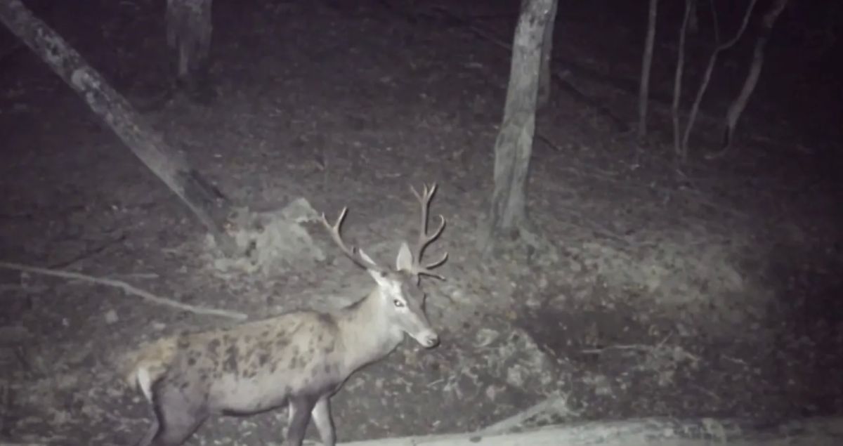 В объектив фотоловушки Севприроднадзора попали самцы оленей.