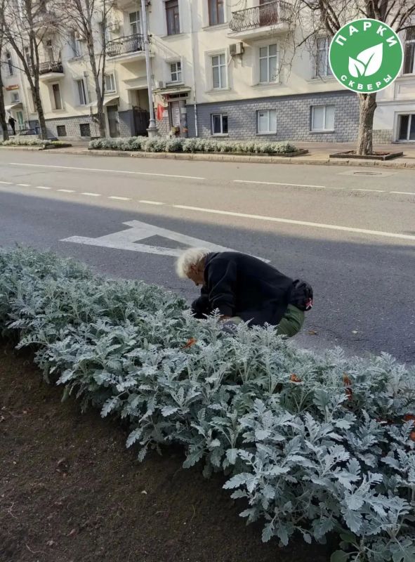 На улице Ленина высадят около двух тысяч виол На улице Ленина высадят около двух тысяч виол