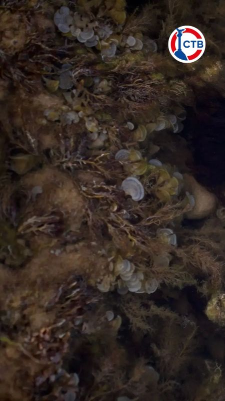 Чёрное море – больше, чем просто море Чёрное море – больше, чем просто море